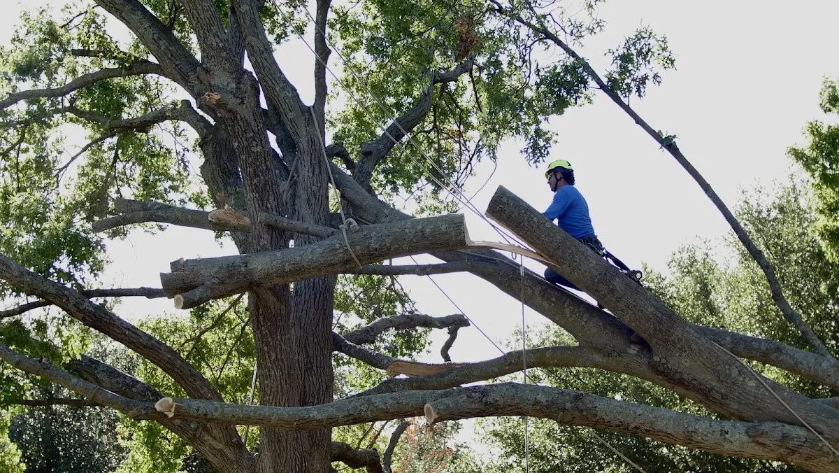 Professional Crown Thinning performed by certified arborists in Burke